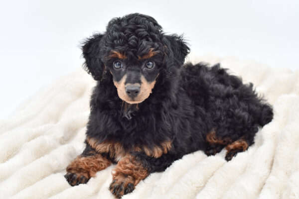 [#26496-01]  - Black / Tan M Poodle Puppies for Sale