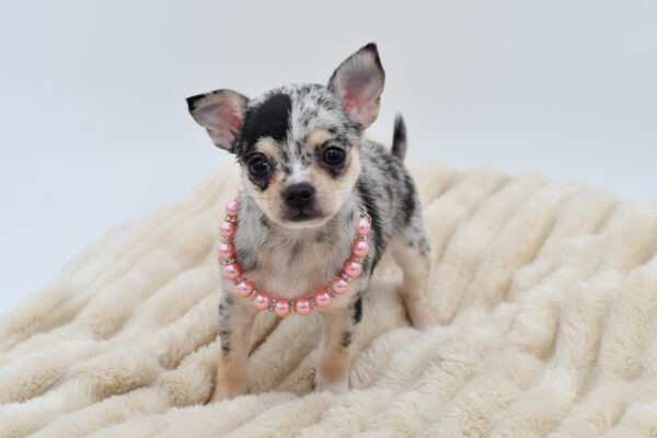 [#26581-01]  - Blue Merle F Chihuahua Puppies for Sale