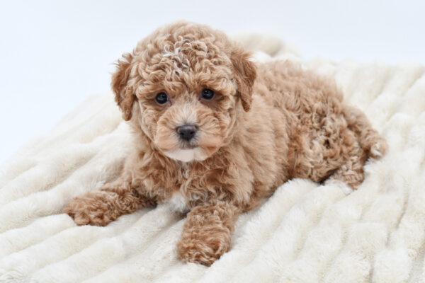 [#26665-01]  - Buff M Poodle Toy/Bichapoo Puppies for Sale