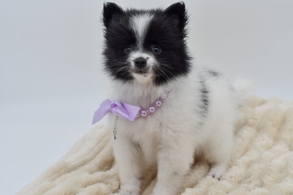 [#26666-03]  - Black / White F Pomeranian Puppies for Sale