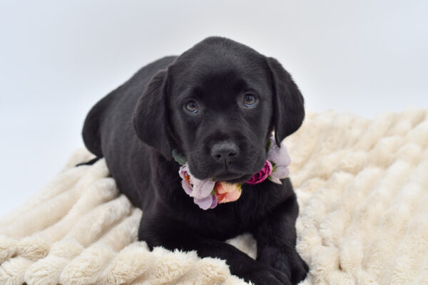 [#2668-05]  - Black F Labrador Retriever Puppies for Sale