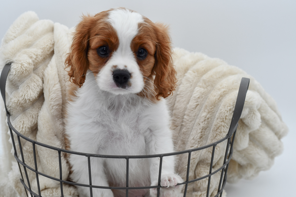 Cavalier King Charles in Belleville, MI