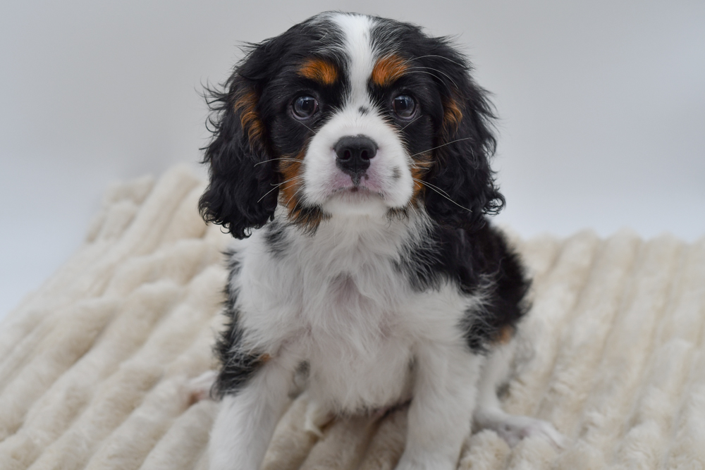 Cavalier King Charles (M) 39997