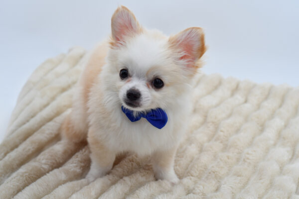 [#26383-01]  - Cream / White M Chihuahua Puppies for Sale