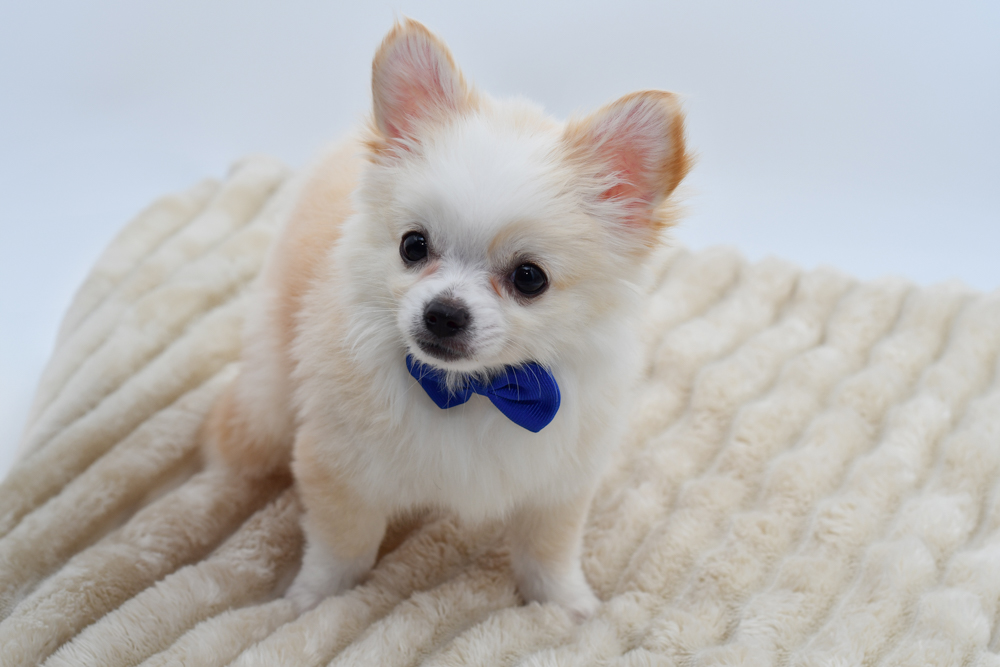 Chihuahua in Canton, MI