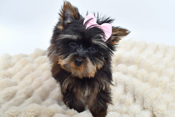 [#26467-02]  - Black / Tan F Yorkshire Terrier Puppies for Sale