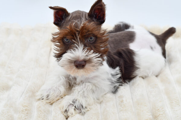 [#26469-02]  - Chocolate / White M Miniature Schnauzer Puppies for Sale