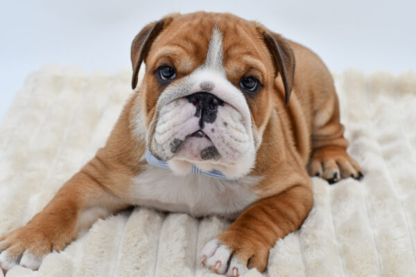 [#26583-02]  - Red / White M English Bulldog  Puppies for Sale