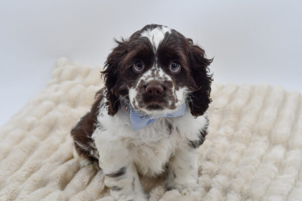 [#26603-03]  - Brown / White M Cocker Spaniel Puppies for Sale