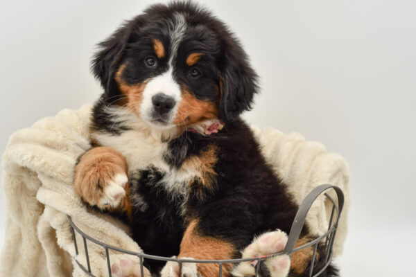 [#26619-07]  - Tri-Colored F Bernese Mountain Dog Puppies for Sale