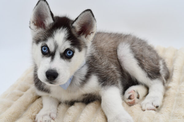 [#26751-02]  - Gray / White M Siberian Husky Puppies for Sale