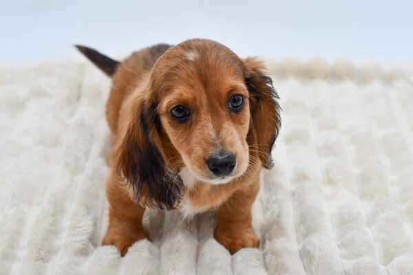 [#26182-02]  - Chocolate M Dachshund Puppies for Sale