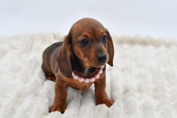 [#26182-05]  - Wild Boar F Dachshund Puppies for Sale