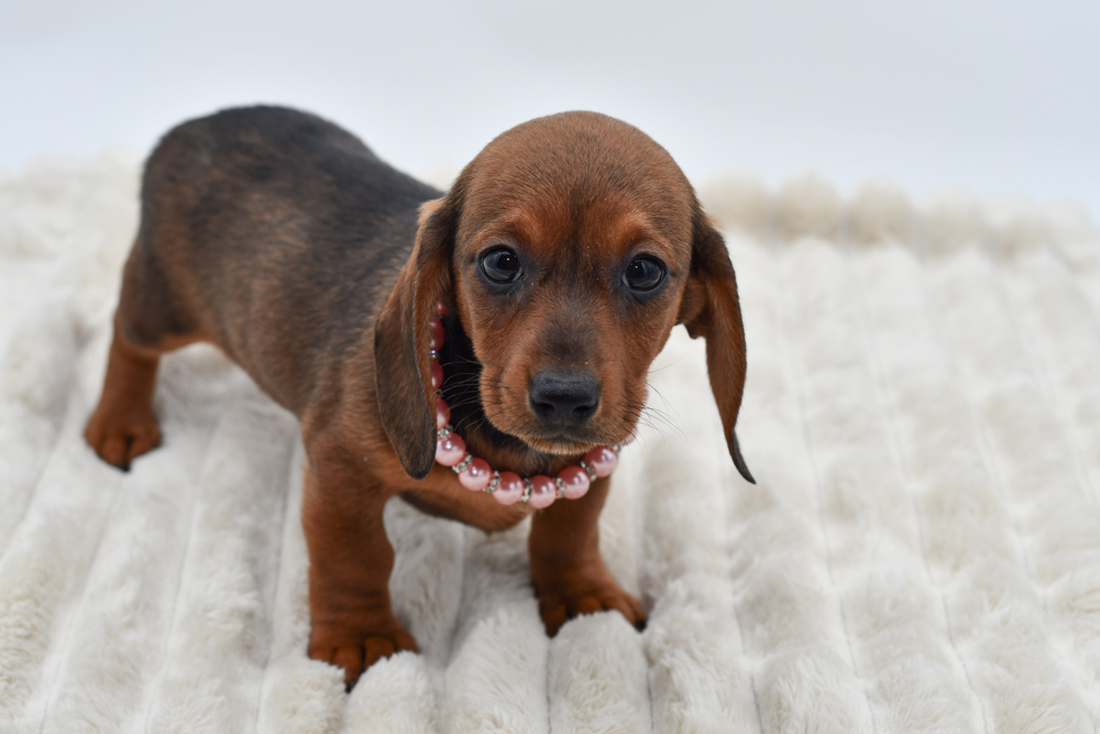 Dachshund in Belleville, MI