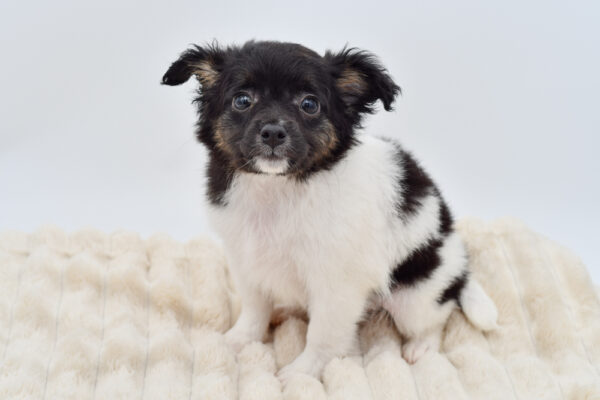 [#26199-03]  - Black / White M Rat Terrier/Chihuahua Puppies for Sale
