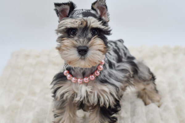 [#26200-02]  - Blue Merle F Miniature Schnauzer Puppies for Sale