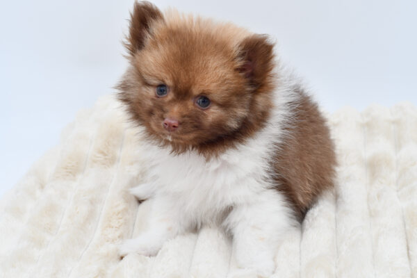 [#26730-01]  - Chocolate / White M Pomeranian Puppies for Sale