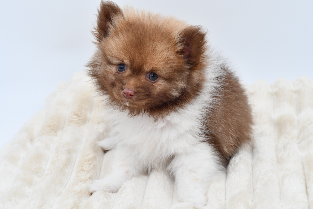 Pomeranian in Canton, MI