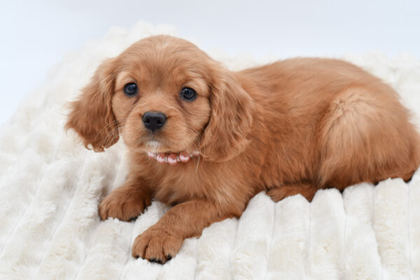 [#2675-04]  - Golden F Mini Golden Retriever Puppies for Sale