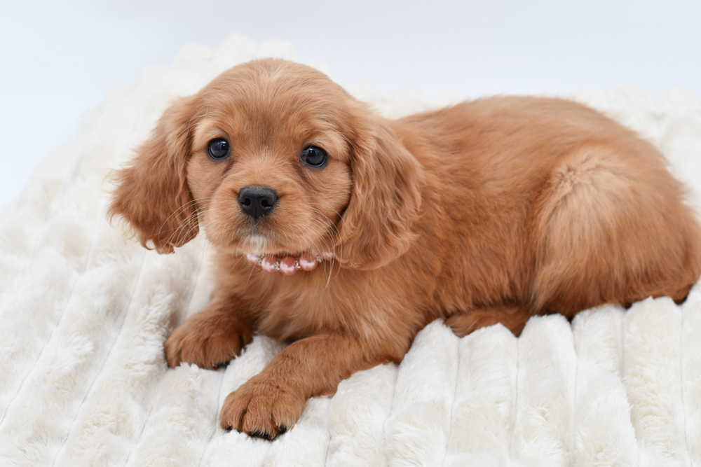 Mini Golden Retriever in Canton, MI