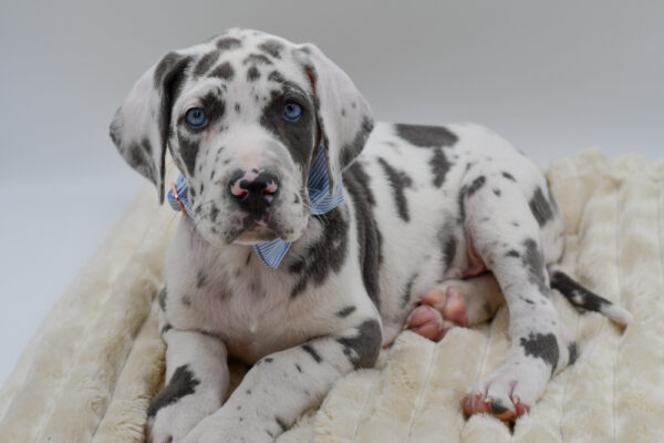 [#2677-02]  - Harlequin M Great Dane Puppies for Sale