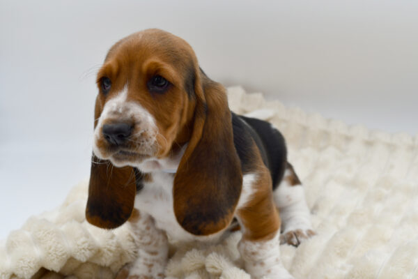 [#2689-04]  - Tri-Colored M Basset Hound Puppies for Sale