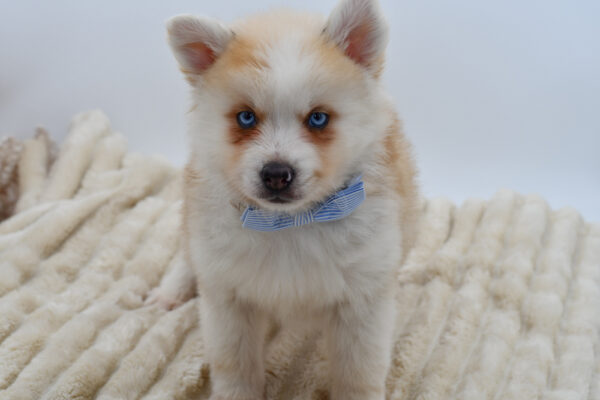 [#2610-03]  - Orange Sable M Pomsky Puppies for Sale