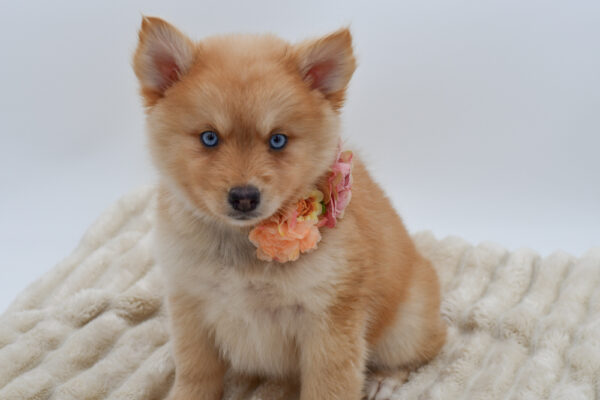 [#2610-07]  - Tan F Pomsky Puppies for Sale