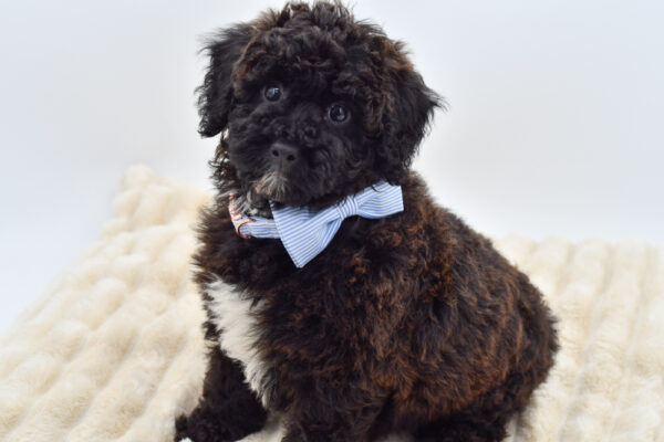 [#269-01]  - Black Brindle M Poodle Mini Puppies for Sale