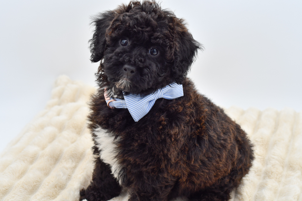 Poodle Mini in Canton, MI