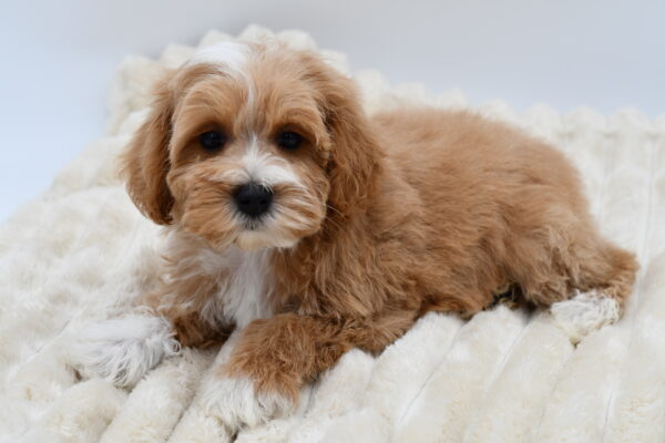 [#26550-04]  - Apricot M Schnoodle Puppies for Sale