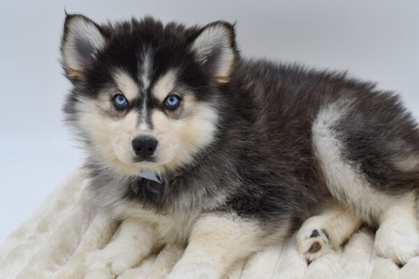 [#26575-03]  - Gray / White M Pomsky Puppies for Sale