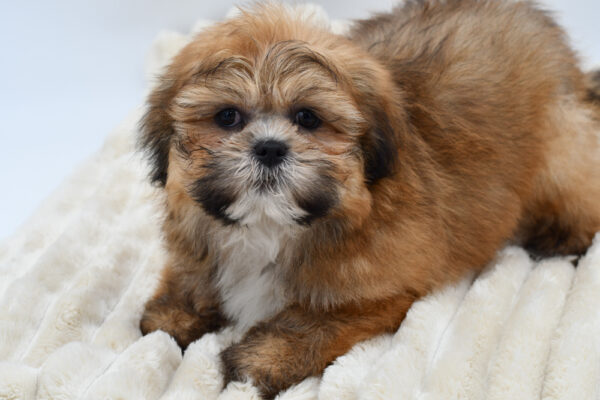 [#26585-01]  - Brindle M Lhasa Apso Puppies for Sale