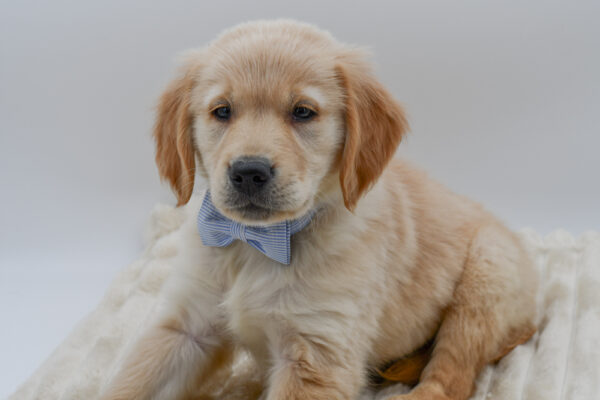 [#26599-02]  - Light Golden M Golden Retriever Puppies for Sale