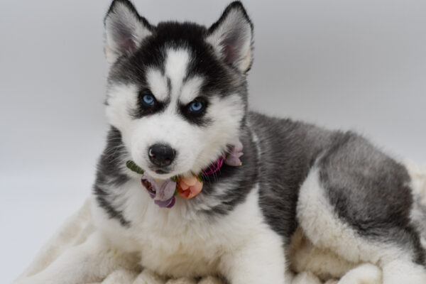 [#26629-04]  - Black / White F Siberian Husky Puppies for Sale