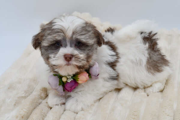 [#26652-04]  - Chocolate / White F Havanese Puppies for Sale