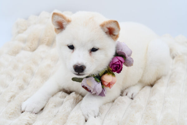 [#26669-06]  - Cream F Shiba Inu Puppies for Sale