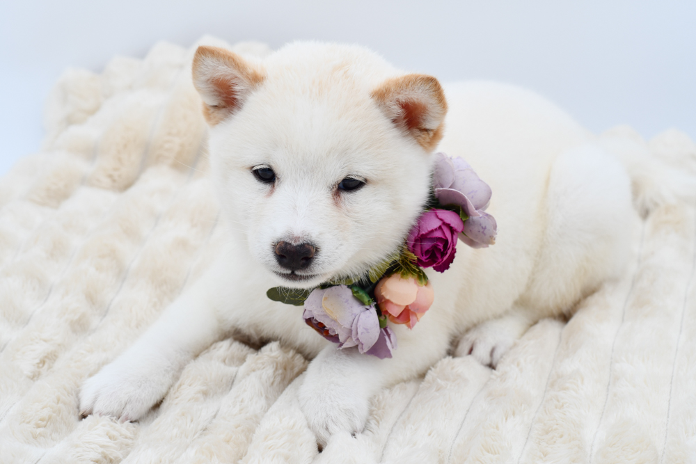 Shiba Inu in Belleville, MI