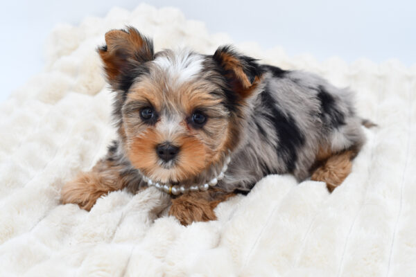 [#26672-04]  - Blue Black / Tan F Yorkshire Terrier Puppies for Sale