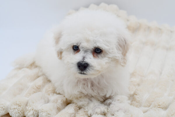 [#26675-01]  - White M Bichon Frise Puppies for Sale