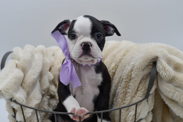[#26687-04]  - Black / White F Boston Terrier Puppies for Sale
