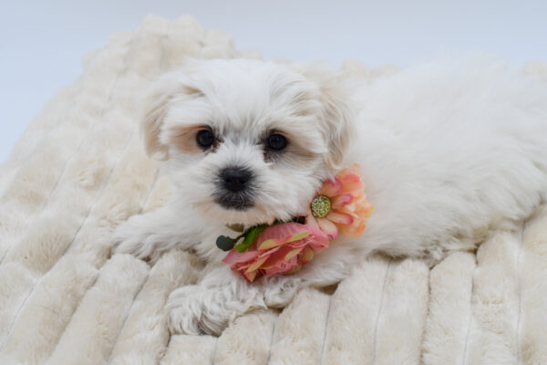 [#26716-05]  - White F Teddy Bear Puppies for Sale