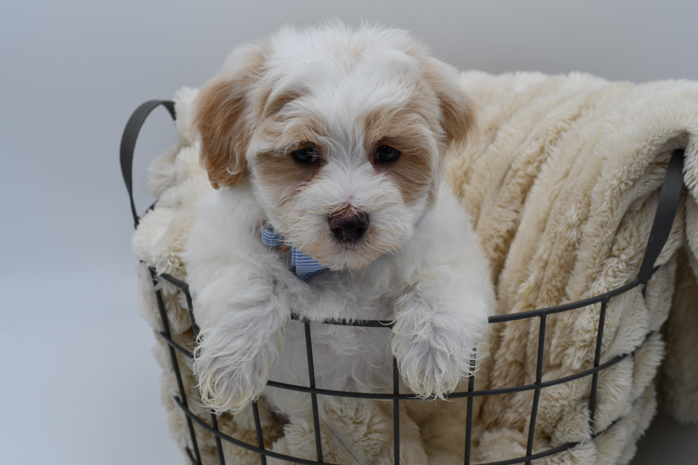 Maltipoo in Livonia, MI
