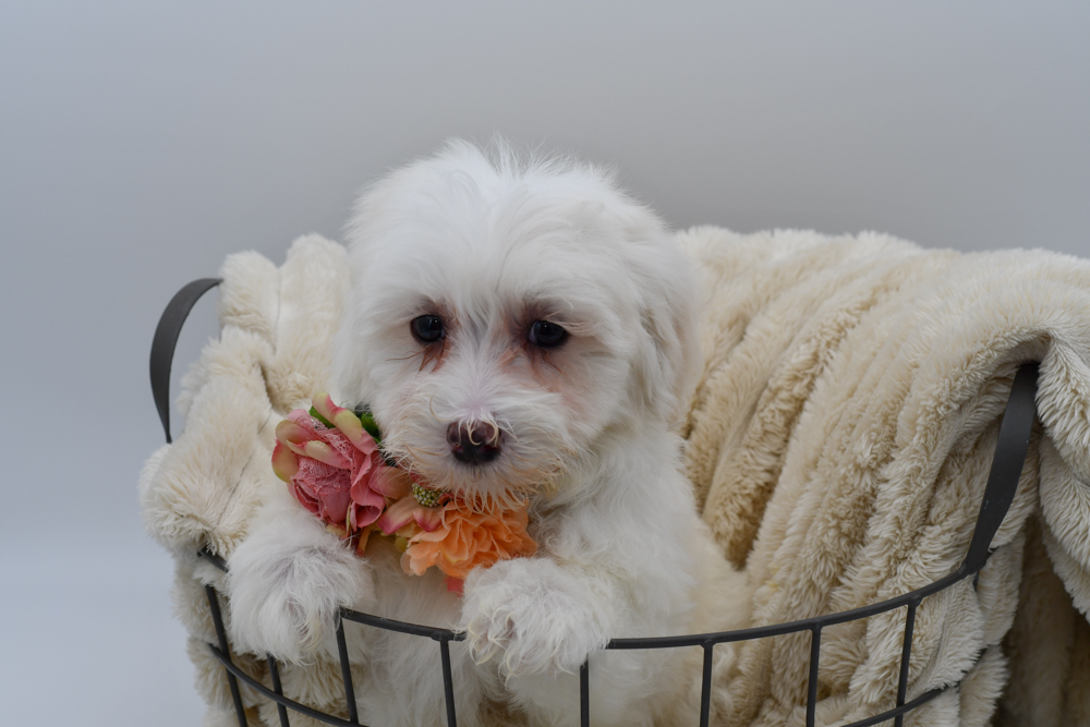Maltipoo in Belleville, MI
