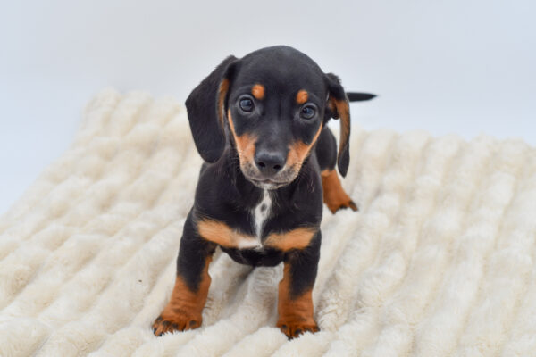 [#26213-01]  - Black / Tan M Dachshund Puppies for Sale