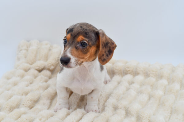 [#26213-03]  - Silver M Dachshund Puppies for Sale
