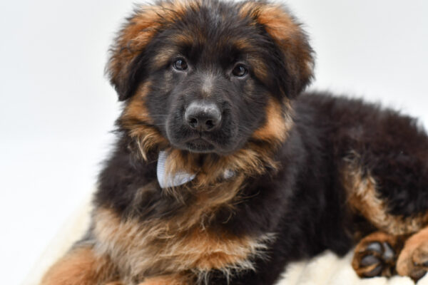 [#26585-02]  - Black / Red M German Shepherd Dog Puppies for Sale