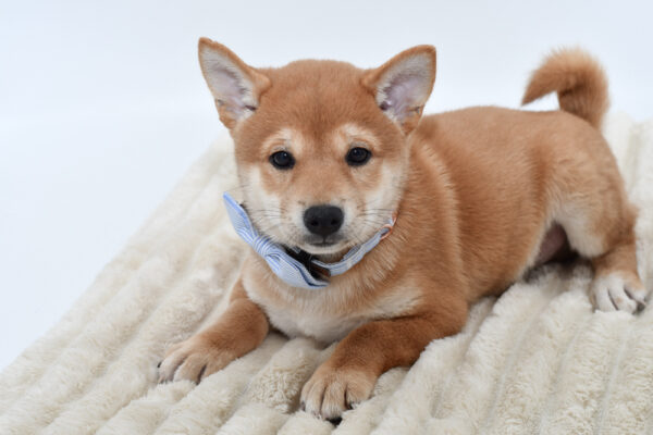 [#26661-01]  - Red M Shiba Inu Puppies for Sale