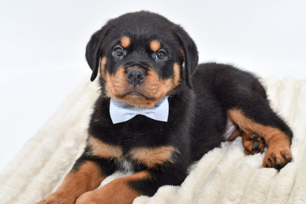 [#26673-02]  - Black / Tan M Rottweiler Puppies for Sale