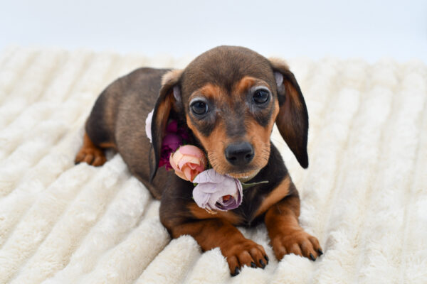 [#26476-03]  - Sable F Dachshund Puppies for Sale